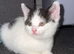 2 x kittens left ( twins )