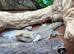 bearded dragon full set up male 3years