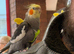 This is Donald the tame cockatiel