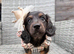 4 beautiful longhaired miniature dachshund