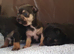 Beautiful chihuahua puppies