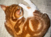 Red and White Male Tabby
