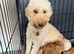 ONLY 2 GIRLS LEFT Exceptional F1BB Miniature Labradoodle Puppies - Home Raised
