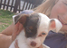 7 week old jack russell