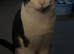 Male cat looking for for a loving home