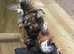 Banty chicks