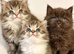 Cute Persian babies rare chocolate brown colour boy