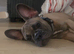 Male full breed frenchie