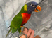 Handreared Lovely Stunning RainBow Lorikeet Parrot,29