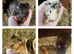 Guinea pig pups for sale in Peterborough