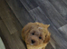 .️ Stunning F1 Maltipoo Puppy &ndash; Ready for His Forever Home