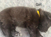 Working line german shepherds puppies