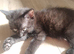 Price reduction###Bengal x Norwegian Forrest kittens