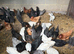 POL Pullets