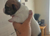 Jack pack puppies