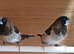 Proven pair bengalese finches for sale