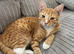 Ginger 6 month old kitten