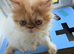 Exotic Persian kittens