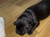 Labrador x Rottweiler pups