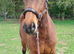 Sweet & loving Quarter horse x