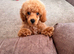 Beautiful toy poodles ready now