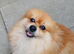 Beautiful pom male