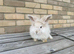 Teddywidder Bunnies – Lovely Bunnies Looking for Loving Homes