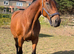 16.1 12yr old chunky thoroughbred mare