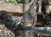 4 cross cockeral's sussex/silkie