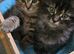 8 kittens