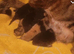Stunning mixed breed tabby British blue kittens