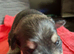 Miniture schnauzer pups 4 gailrs 2 boys