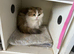 TICA active registered adult cats