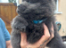 Chow pups ready now papers to hand !!