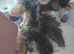 Kitten