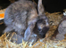 Male and female lop ready now