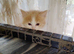 Gorgeous flame point girl
