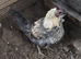 Roosters and cockerels for sale