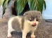 British Shorthair Cross (Scottish Fold)