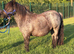 Black roan Standard Mare