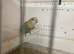 Breeding pair of love birds