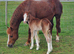 Pretty flash filly