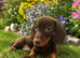 mini dachshund 8 week