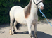 Eye catching gelding to make 12.2