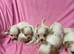 Beautiful Cavachon Puppies Available Soon