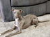 Italian Greyhound Stud