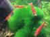 Red cherry shrimp £1 each