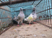 Pair of highflier for sale
