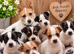 Litter of Jack Russell's pups