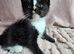 Ragdoll cross kittens *3 STILL AVAILABLE £250*